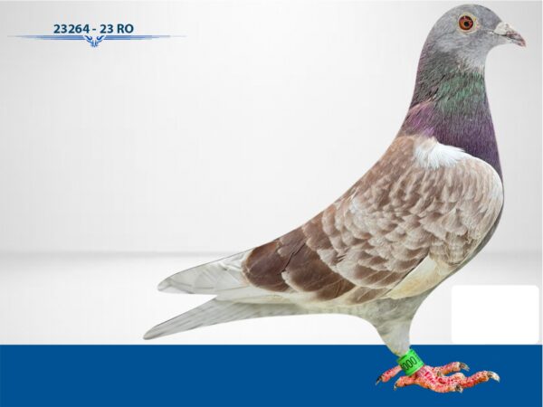 RO 652121 2025 Femela Tamas Dorin Tatal original Cosmin Olteanu Rex De Leew, mama Grigorescu Florin top maraton!