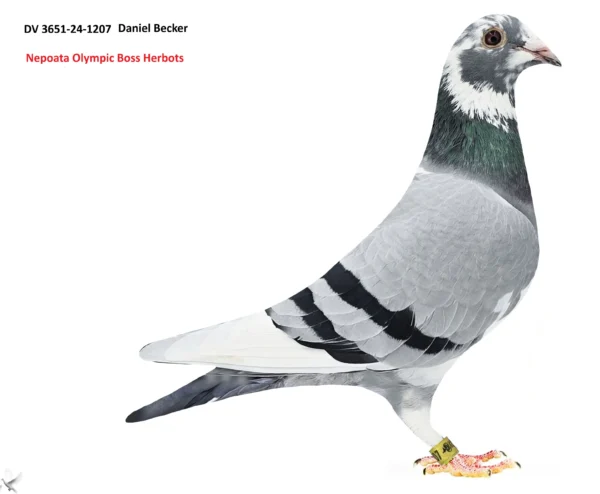 2651-24-1207 f DV 2651-24-1207 Femla Daniel Becker tatal este fiu Olympic Boss Herbots si tatta pentru mai multi zburatori de top, mama este sora cu Olympic Bonnie loc 2 Cat H.