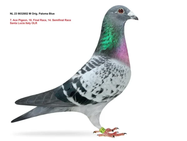2652 23 nl NL 23- 9032652 Mascul Paloma Blue 7 as 10 Finala 14 Semifinala OLR Santa Lucia Italia