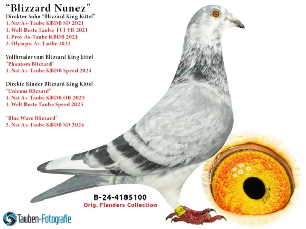 DV 6599-25-3305 Femela Speker Loft HYPERXCLUSIV !!!! Nepoata BLIZZARD KING KITTEEL 1. National Acepigeon Sprint KBDB 2021 1. World Best Pigeon Young Birds FCI 2021 1. Prov. Acepigeon KBDB 2021 Frate bun cu Phantom Blizzard 1. National Acepigeon Sprint KBDB 2024, Father UNICUM 1. National Acepigeon Sprint KBDB 2025