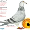DV 06599-25-3304 Femela Spieker Loft Nepoata BLIZZARD KING KITTEEL 1. National Acepigeon Sprint KBDB 2021 1. World Best Pigeon Young Birds FCI 2021 1. Prov. Acepigeon KBDB 2021 Frate bun cu Phantom Blizzard 1. National Acepigeon Sprint KBDB 2024, Father UNICUM 1. National Acepigeon Sprint KBDB 2025