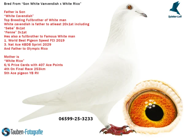3233 DV 6599-25-3233 Mascul Spieker Loft Tatal este fiu din White Cavendish frate White Man Rene Vervort, Mama este White Rico Super zburatoare Pitbull777/Olympic Rico