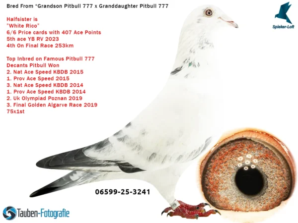 3241 DV 6599-25-3241 Mascul Spieker Loft Dublu Stranepot Pitbull 777 Rudy van Reeth