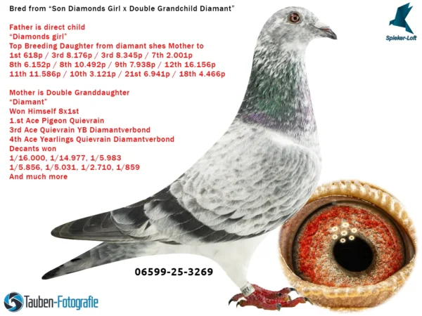 3269 DV 6599-25-3269 Femela Spieker Loft TRIPLA stranepoata Diamant Gebr. Van den Brande