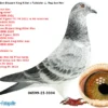 DV 06599-25-3304 Femela Spieker Loft Nepoata BLIZZARD KING KITTEEL 1. National Acepigeon Sprint KBDB 2021 1. World Best Pigeon Young Birds FCI 2021 1. Prov. Acepigeon KBDB 2021 Frate bun cu Phantom Blizzard 1. National Acepigeon Sprint KBDB 2024, Father UNICUM 1. National Acepigeon Sprint KBDB 2025