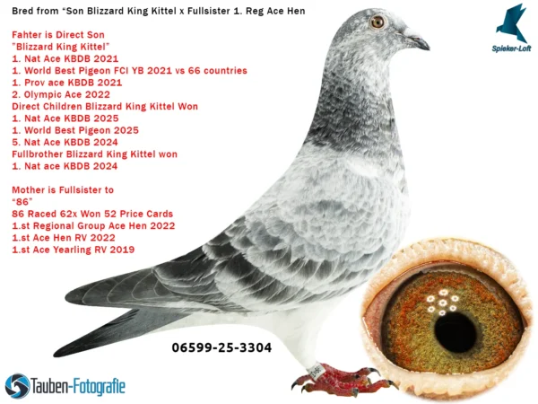 3304 DV 06599-25-3304 Femela Spieker Loft Nepoata BLIZZARD KING KITTEEL 1. National Acepigeon Sprint KBDB 2021 1. World Best Pigeon Young Birds FCI 2021 1. Prov. Acepigeon KBDB 2021 Frate bun cu Phantom Blizzard 1. National Acepigeon Sprint KBDB 2024, Father UNICUM 1. National Acepigeon Sprint KBDB 2025