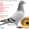 DV 6599-25-3305 Femela Speker Loft HYPERXCLUSIV !!!! Nepoata BLIZZARD KING KITTEEL 1. National Acepigeon Sprint KBDB 2021 1. World Best Pigeon Young Birds FCI 2021 1. Prov. Acepigeon KBDB 2021 Frate bun cu Phantom Blizzard 1. National Acepigeon Sprint KBDB 2024, Father UNICUM 1. National Acepigeon Sprint KBDB 2025