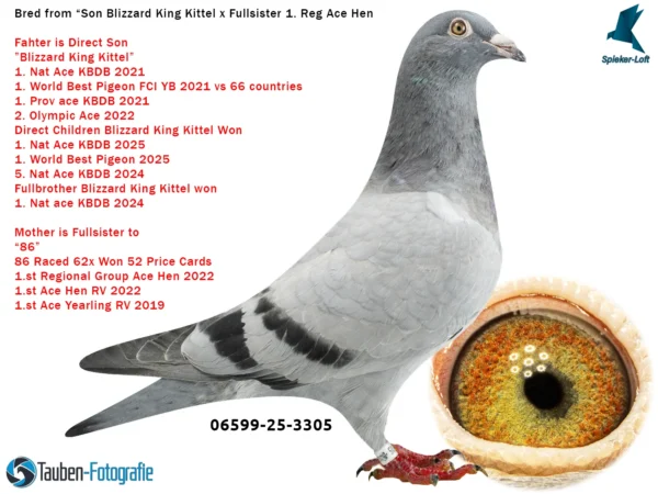 3305 DV 6599-25-3305 Femela Speker Loft HYPERXCLUSIV !!!! Nepoata BLIZZARD KING KITTEEL 1. National Acepigeon Sprint KBDB 2021 1. World Best Pigeon Young Birds FCI 2021 1. Prov. Acepigeon KBDB 2021 Frate bun cu Phantom Blizzard 1. National Acepigeon Sprint KBDB 2024, Father UNICUM 1. National Acepigeon Sprint KBDB 2025
