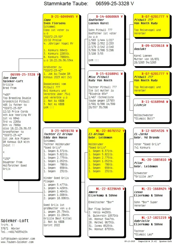 DV 6599-25-3328 Mascul Spieker Loft, tata este dublu nepot Pitbull777 Rudy van Reeth, mama este fiica El-Gringo semifrate de tata cu Goed Grijs Gebr Leideman