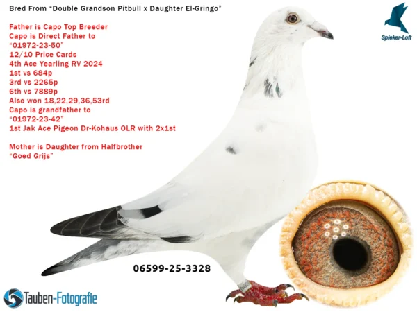 3328 DV 6599-25-3328 Mascul Spieker Loft, tata este dublu nepot Pitbull777 Rudy van Reeth, mama este fiica El-Gringo semifrate de tata cu Goed Grijs Gebr Leideman