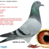 DV 6599-25-3380 Mascul Tata este fiu consangvin din Scar locul 1 As Aglave Golden Race 2012 mama este o fiica din celebrul Big Boss Olympci la doua categorii si super reproducator pentru familia Herbots 1st National ace Germany 2012 1st Olympid bird middle distance Nitra 2013  1st Olympiad bird Allround 2013 (11 races