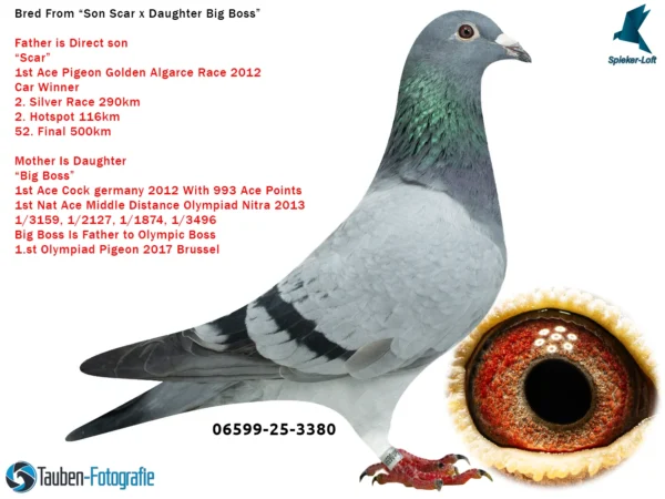 3380 DV 6599-25-3380 Mascul Tata este fiu consangvin din Scar locul 1 As Aglave Golden Race 2012 mama este o fiica din celebrul Big Boss Olympci la doua categorii si super reproducator pentru familia Herbots 1st National ace Germany 2012 1st Olympid bird middle distance Nitra 2013 1st Olympiad bird Allround 2013 (11 races