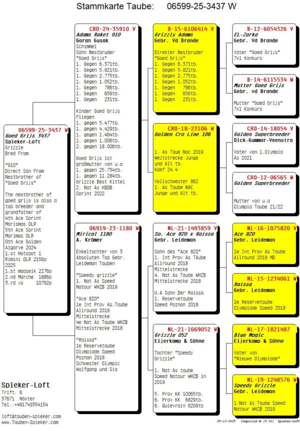 DV 6599-25-3437 Mascul Spieker Loft nepot Grizly Adams Fratele de cuib cu Goed Grijs Gebr. Leideman mama nepoata Speedy Grizzle Gebr Leideman