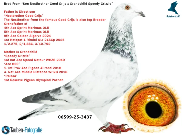 3437 DV 6599-25-3437 Mascul Spieker Loft nepot Grizly Adams Fratele de cuib cu Goed Grijs Gebr. Leideman mama nepoata Speedy Grizzle Gebr Leideman