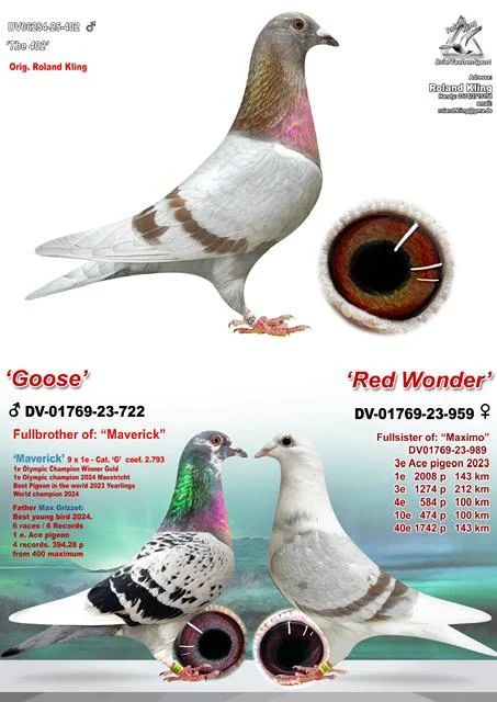 DV 6254-25-402 Mascul tatal  este frate bun cu super zburatorul Maverick Andreas Drapa, mama este fiica din super reproducatorul Ragnar!!