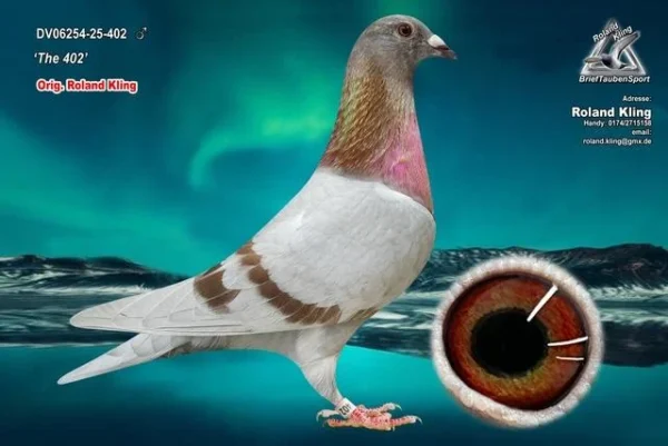 DV 6254-25-402 Mascul tatal  este frate bun cu super zburatorul Maverick Andreas Drapa, mama este fiica din super reproducatorul Ragnar!!