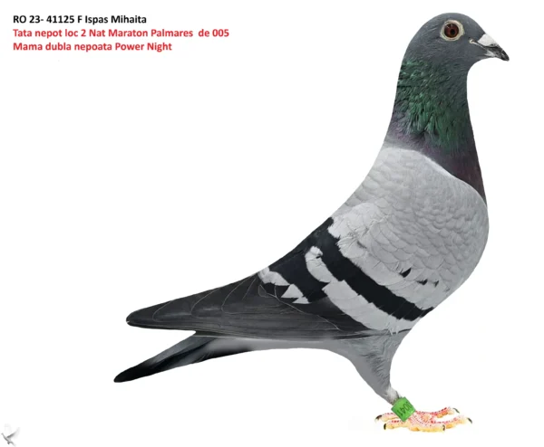 41125 23 RO 41125-2023 Femela Ispas Mihaita. 100% Magirescu Ojog Dorneanu, mama dubla nepoata Power Night