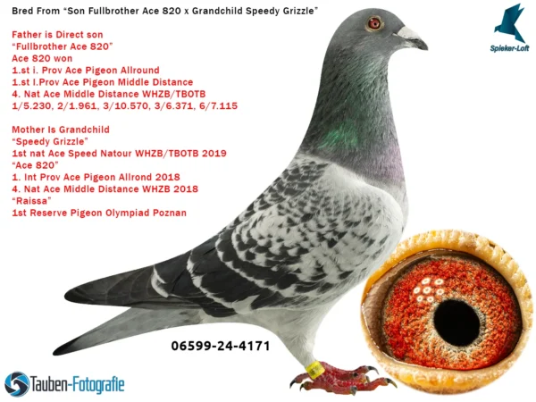 4171 DV 6599-25 4171 Mascul Spieker Loft 100% Fratii Leideman consangvin pe ACE 820