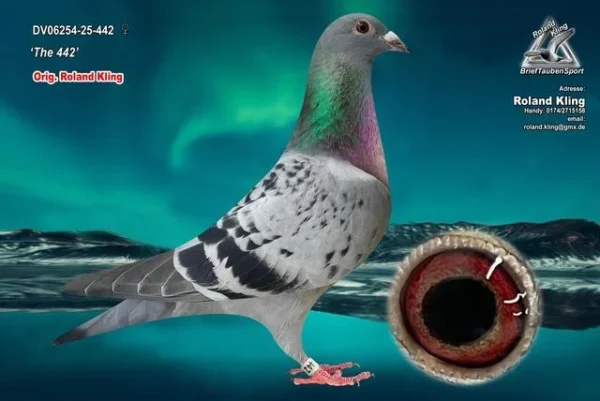 DV 6254-25-442 Femela Roland Kling Tatale este New Pokerface super zburator, mama este nepoata Blizzard King Kittel si Le Machine