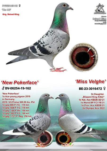 DV 6254-25-442 Femela Roland Kling Tatale este New Pokerface super zburator, mama este nepoata Blizzard King Kittel si Le Machine