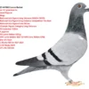 RO 25-447862 Lucian Barboi  Sister to: 2/2 place 9     904p 364km 95   1420p 161km Father it's grandson to  National Pogacar Fokkinga 1st National Ace Pigeon Long Distance WHZB-TBOTB 1st National Ace Pigeon long distance competition The Best 1st National Ace Pigeon Fund Mirror 3rd Olympic Pigeon Category Long Distance  1 NPO Issoudun 753km  2695 pigeons 3 NPO Lorris 643km 2021p 16 NPO Lorris 643km 3037 33 NPO Sens 592km 5706