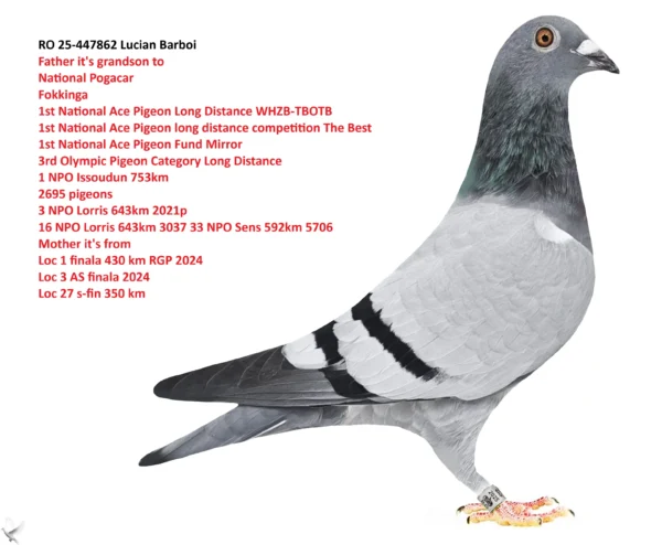 447862 RO 25-447862 Lucian Barboi Sister to: 2/2 place 9 904p 364km 95 1420p 161km Father it's grandson to National Pogacar Fokkinga 1st National Ace Pigeon Long Distance WHZB-TBOTB 1st National Ace Pigeon long distance competition The Best 1st National Ace Pigeon Fund Mirror 3rd Olympic Pigeon Category Long Distance 1 NPO Issoudun 753km 2695 pigeons 3 NPO Lorris 643km 2021p 16 NPO Lorris 643km 3037 33 NPO Sens 592km 5706