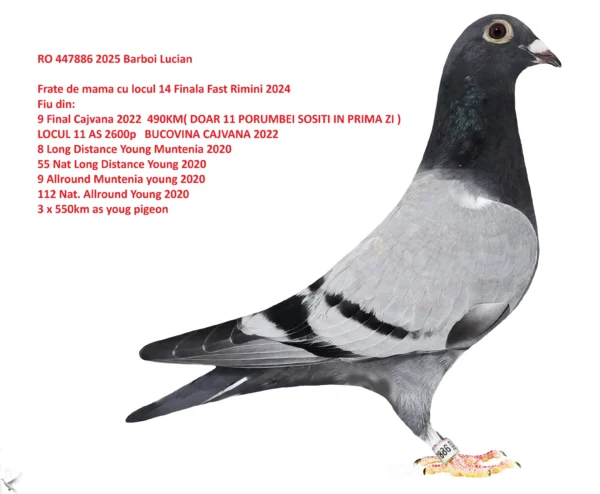447886 2025 RO 447886 2025 Mascul Barboi Lucian Fiu din: 9 Final Cajvana 2022 490KM( DOAR 11 PORUMBEI SOSITI IN PRIMA ZI ) LOCUL 11 AS 2600p BUCOVINA CAJVANA 2022 Frate de mama cu locul 14 Finala Fast Rimini 2024