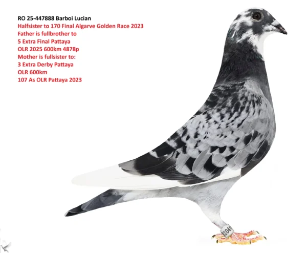 447888 f RO 25-447888 Barboi Lucian Halfsister to 170 Final Algarve Golden Race 2023 Father is fullbrother to 5 Extra Final Pattaya OLR 2025 600km 4878p Mother is fullsister to: 3 Extra Derby Pattaya OLR 600km 107 As OLR Pattaya 2023