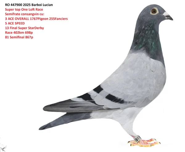 447900 RO 447900 2025 Mascul? Barboi Lucian Super top One Loft Race Semifrate consangvin cu: 3 ACE OVERALL 1767Pigeon 255Fanciers 5 ACE SPEED 13 Final Super StarDerby Race 402km 698p 81 Semifinal 867p