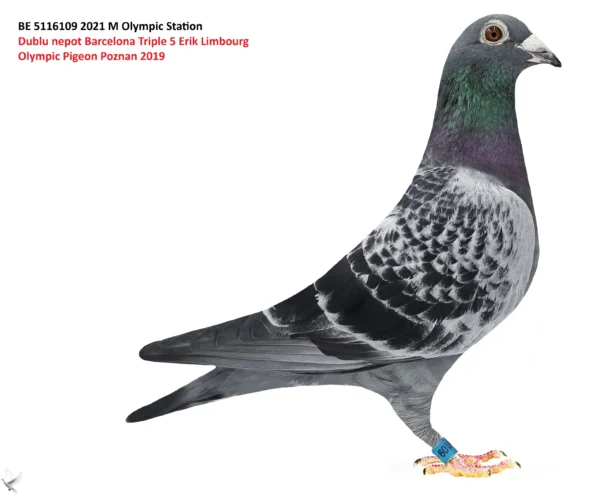5116109 be m BE 5116109 2021 Mascul Olympic Station dublu nepot Triple 5 Erik Limbourg 1 Olympic Poznan 2019