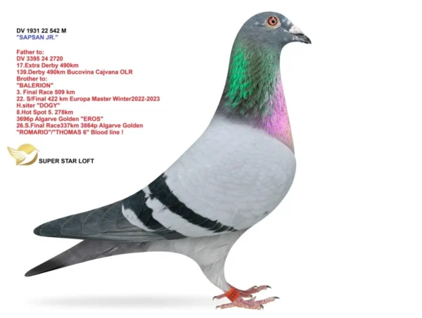542 22 DV 1931-22-542 Mascul Sapsan Jr Superstar Breeding Loft frate Locul 3 Finala Europa Master Loft 509km