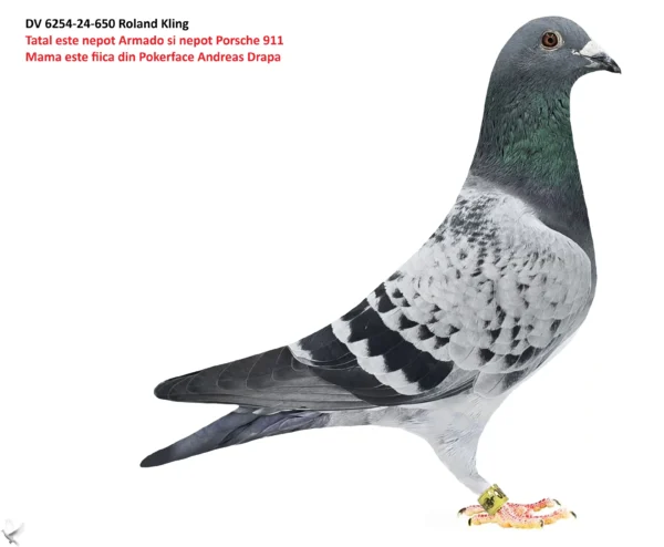 6254-24-650 m DV 06254-24-650 Mascul Roland Kling Tata este nepot Armando Joel Verschoot si nepot Porsche 911, mama este fiica din Pokerface Andreas Drapa.