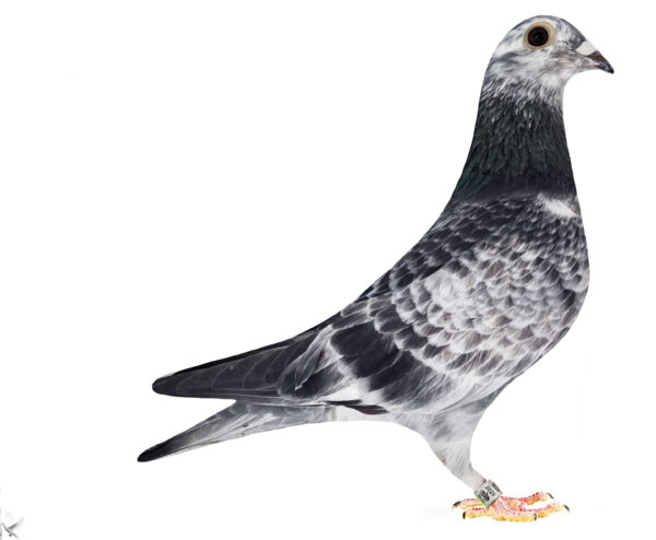 RO 652172 2025 Femela Tamas Dorin dubla nepoata Cucul 004 Stanescu&Dobre