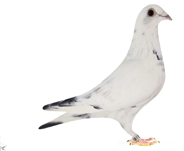 RO 652195 2025 Femela Tamas Dorin, Fiica din Laky super zburator, nepoata Silver Lame ,mama Yvona super zburatoare nepoata din Silver Lame