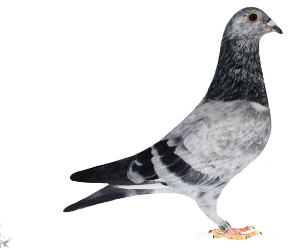 RO 652189 2025 Mascul Tamas Dorin consangvina Cucul 04 Stanescu & Dobre, mama este nepoata Bibina 1 National Demifond Palmares 3 ani