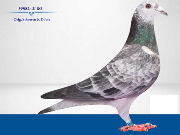 RO 652189 2025 Mascul Tamas Dorin consangvina Cucul 04 Stanescu & Dobre, mama este nepoata Bibina 1 National Demifond Palmares 3 ani