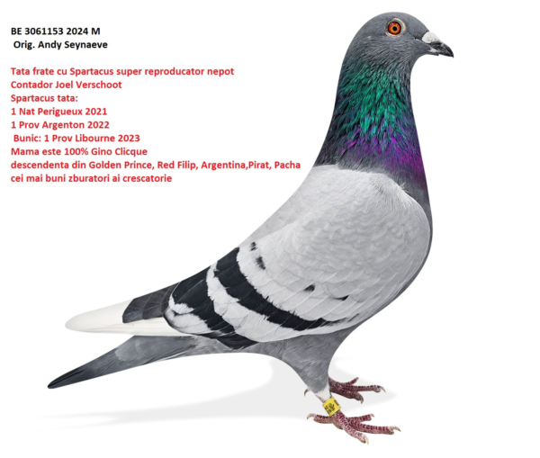 BE30611532024M BE 3061153 2024 Andy Seynaeve tatal este nepot Contador Joel Verschoot, mama Gino Clicque