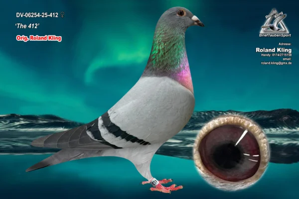 DV 6254-25-412 Femela Roland Kling Tatal dublu nepot Porsche 911 Pipa Elice Center, mama nepoata Porsche 911 si Best Kittel