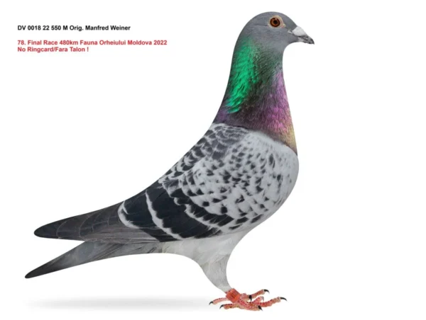 DV 22 550 DV 0018-22-550 Manfred Weiner 78 Finala Fauna Moldova 480km