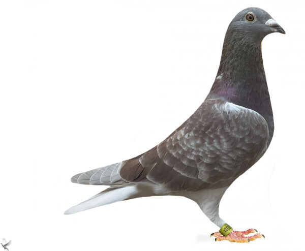 DV 3332-24-567 Mascul Norman Backer 100% Gunter Prange Ringlose 12 (copie)