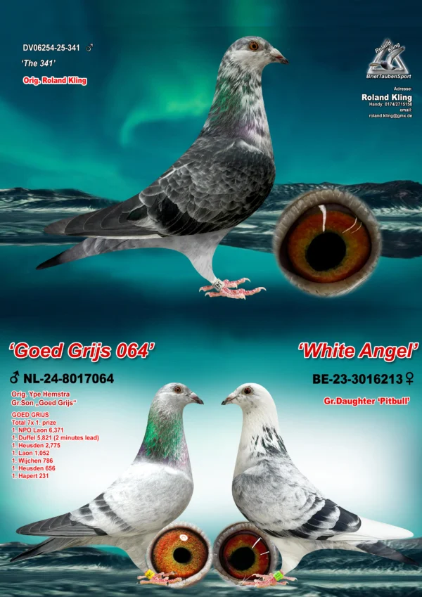 DV 06254-25-341 Mascul  Roland Kling Tatal este un nepot consangvin din faimoasa Goed Grijs, mama este o nepoata Pitbull777,in ultimi ani in Romania descendentii din Pitbull777 au dominat podiumul national la categoria Viteza