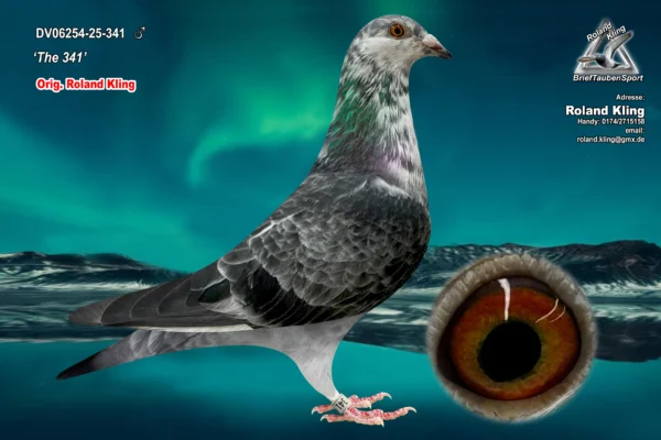 DV 06254-25-341 Mascul  Roland Kling Tatal este un nepot consangvin din faimoasa Goed Grijs, mama este o nepoata Pitbull777,in ultimi ani in Romania descendentii din Pitbull777 au dominat podiumul national la categoria Viteza