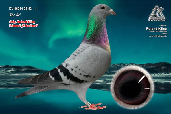 DV 6254-25-52 Femela Roland Kling, dubla nepoata Pokerface Andreas Drapa