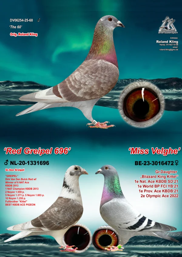 DV 6254-25-60 Femela Roland Kling tatal este nepot dinGreipel Konika si Gold Dust superreproducatori originali Dirk Van den Bulk, mama este nepoata La Machine, si Blizzard King Kittel