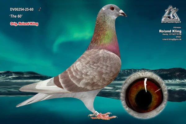 DV 6254-25-60 Femela Roland Kling tatal este nepot dinGreipel Konika si Gold Dust superreproducatori originali Dirk Van den Bulk, mama este nepoata La Machine, si Blizzard King Kittel