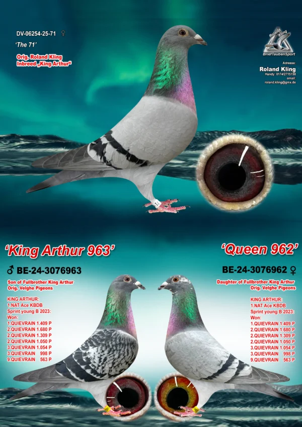 DV 6254-25-71 Femela Roland Kling HYPEREXCLUSIV dubla nepoata din fratele lui King Arthur  Dirk Van den Bulk, 1 Nat Viteza Pui KBDB 2023