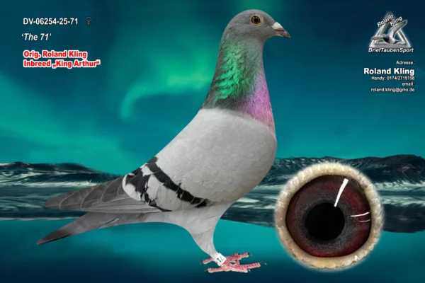 DV 6254-25-71 Femela Roland Kling HYPEREXCLUSIV dubla nepoata din fratele lui King Arthur  Dirk Van den Bulk, 1 Nat Viteza Pui KBDB 2023