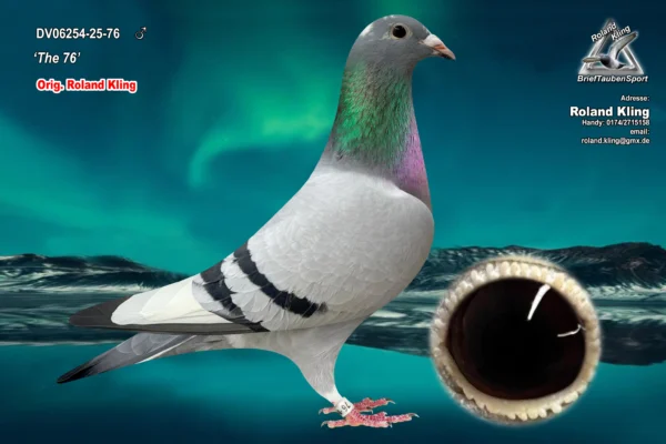 DV 6254-25-76 Mascul Roland Kling nepoata Leontine, 1 Nat. Smal Middel Distance , 3 Olympic Cat H. 2021-2021 Tatal este nepot din Blizzard King Kittel