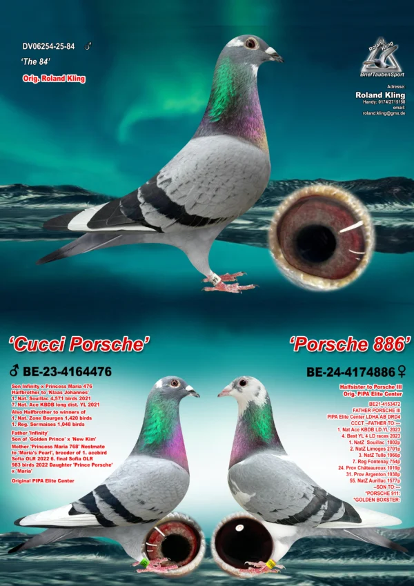 DV 6254-25-84 Mascul Roland Kling tata este nepot din Golden Prince Gino Clique, New Kim Gaston wd Wouwer, Prince Porsche PEC, Maria Gaston WD Wouwer, mama este sora de tata cu Porsche III, noul superstar Pipa Elite Center, 1 National KBDB Long Distance Yearling