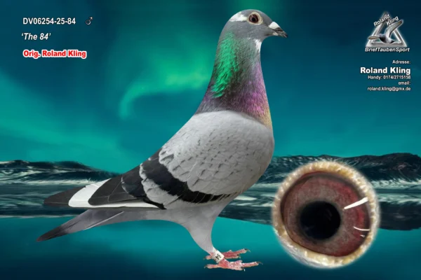 DV 6254-25-84 Mascul Roland Kling tata este nepot din Golden Prince Gino Clique, New Kim Gaston wd Wouwer, Prince Porsche PEC, Maria Gaston WD Wouwer, mama este sora de tata cu Porsche III, noul superstar Pipa Elite Center, 1 National KBDB Long Distance Yearling